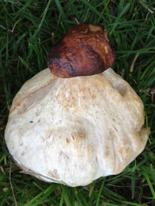 porcini-225x300px