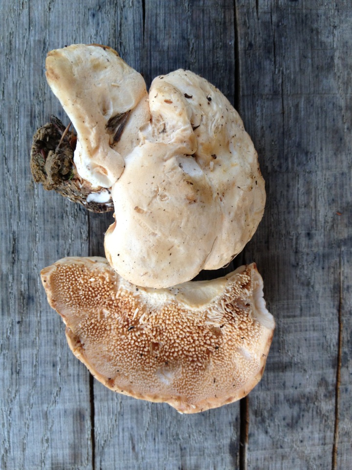 Hedgehog fungus