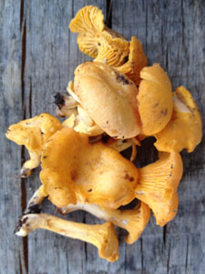 chanterelles-225x300px