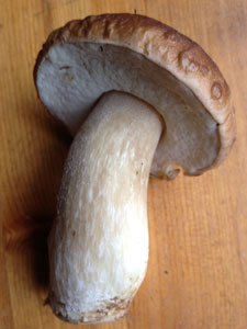 porcini2-225x300px