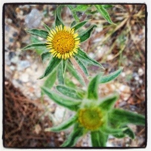 Spiny golden star (Pallenis spinosa)