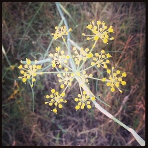 Wild fennel (Foeniculum vulgare)