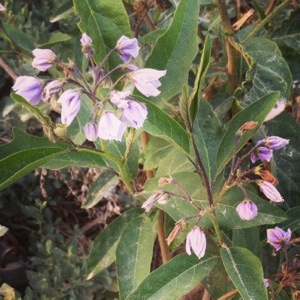 Bittersweet nightshade (Solanum dulcamara)