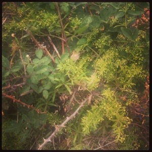 Climbing wild madder (Rubia peregrina)