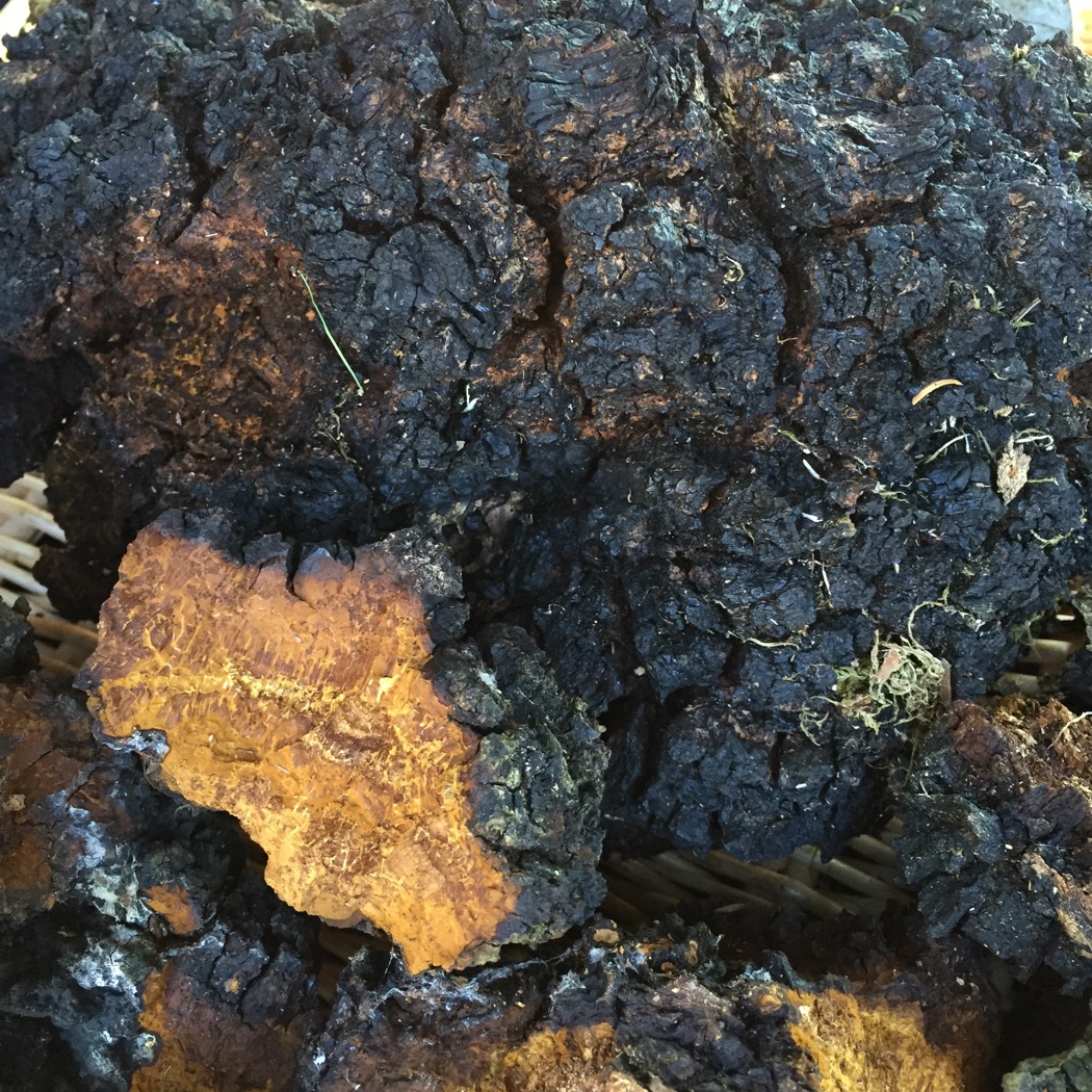Chaga mushroom Chaga mushroom