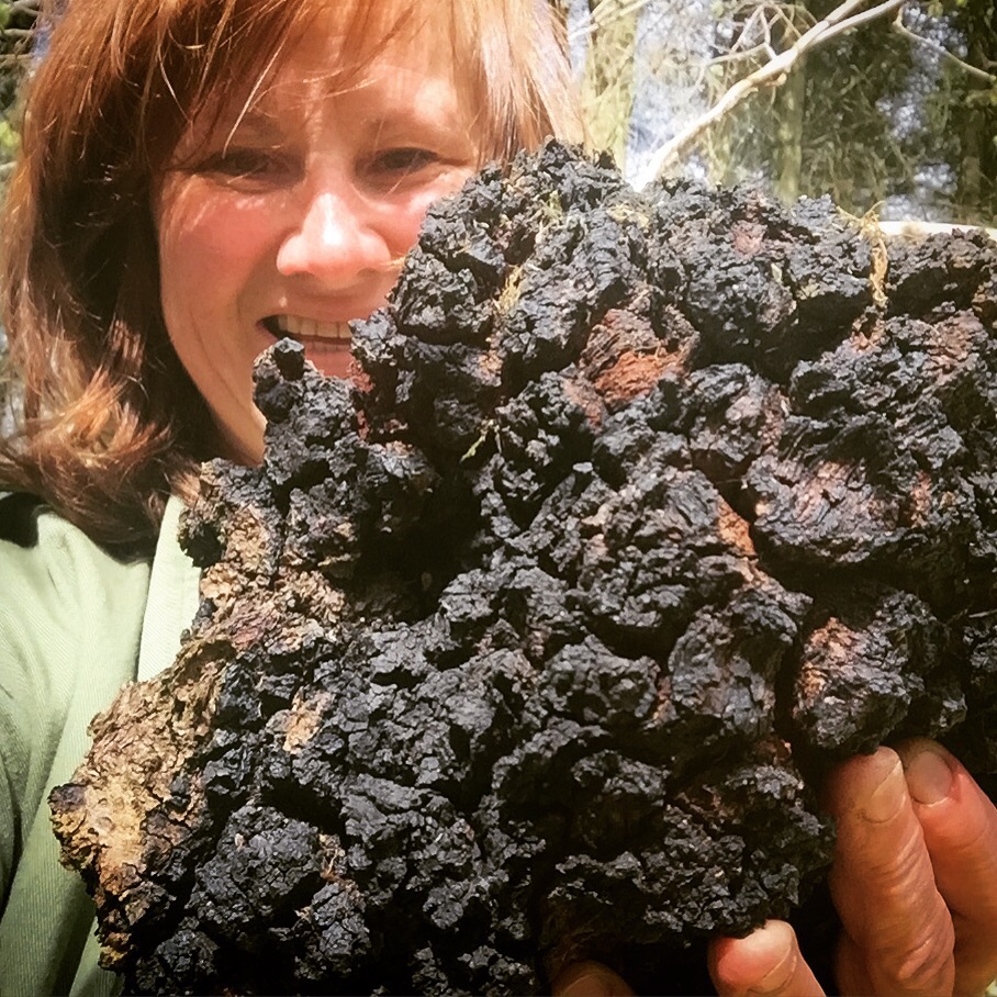 Chaga mushroom Chaga mushroom harvest