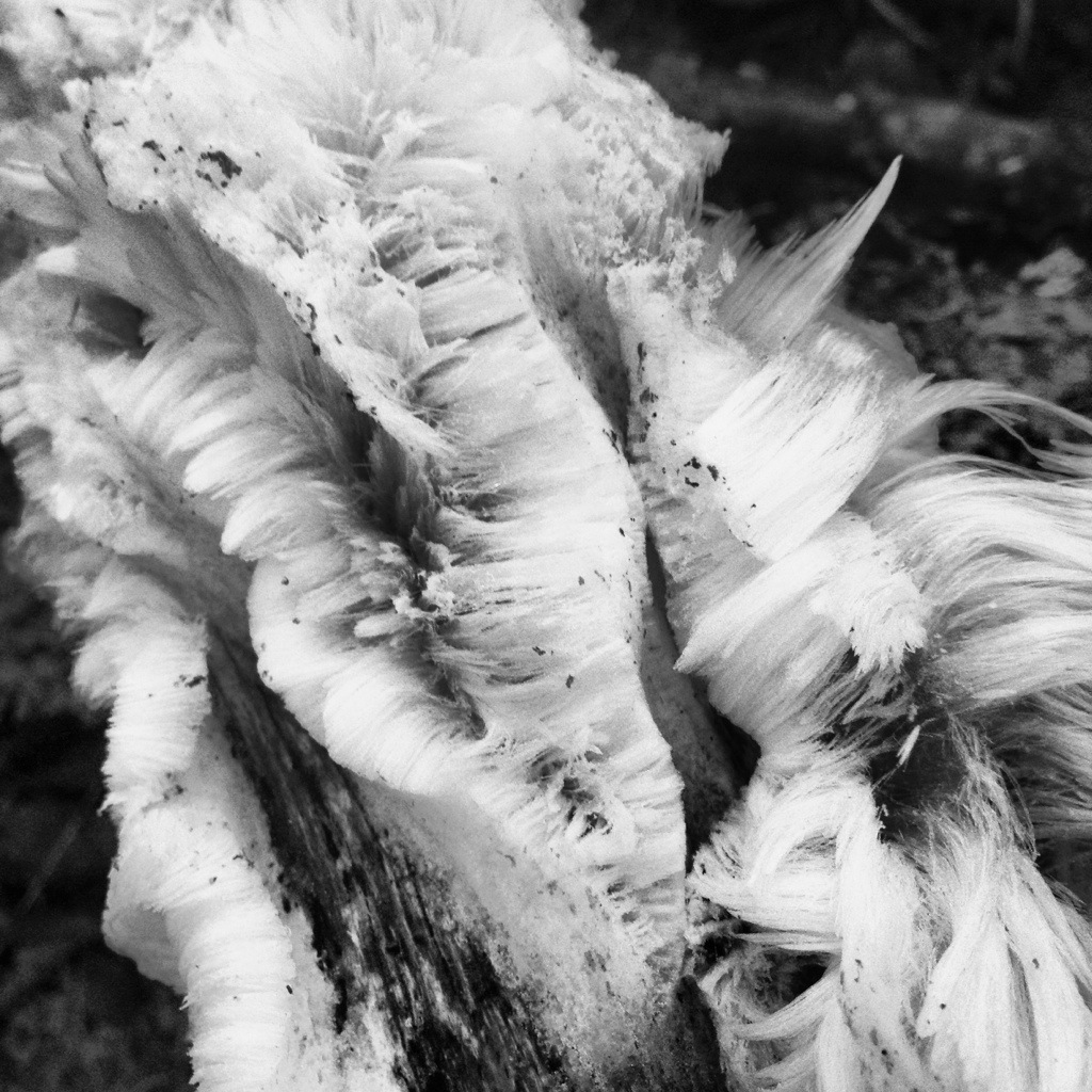 What is Hair Ice? Mo Wilde