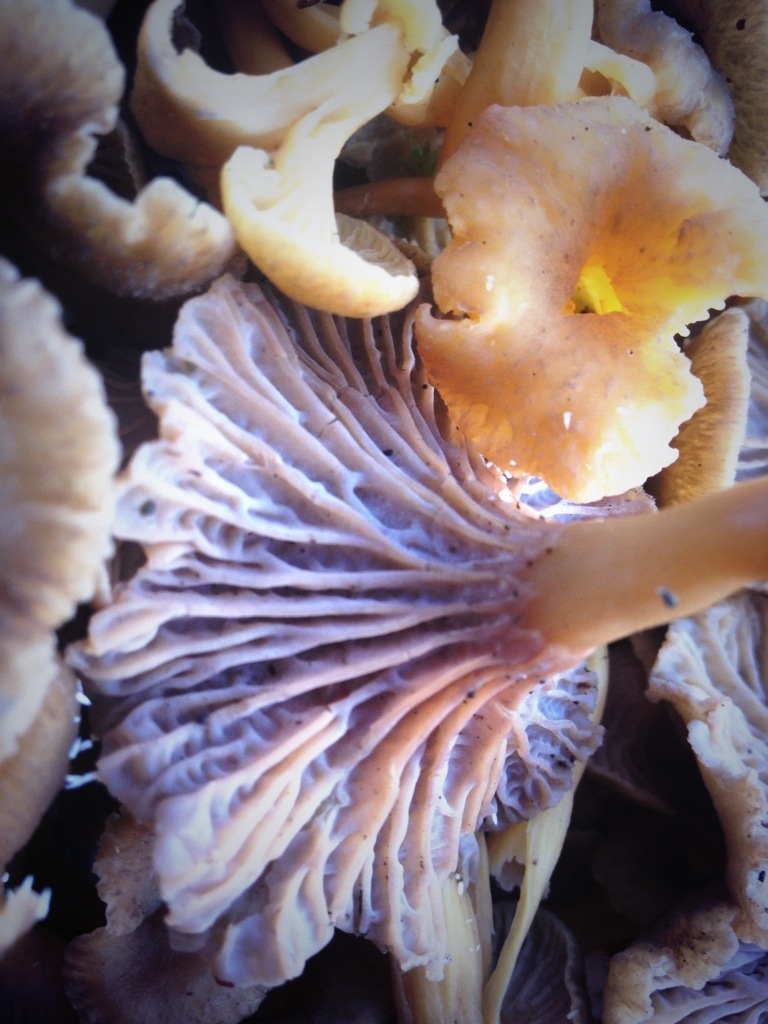 Winter Chanterelle mushrooms Mo Wilde
