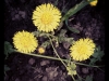 coltsfoot-flowers