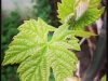 vine-leaf