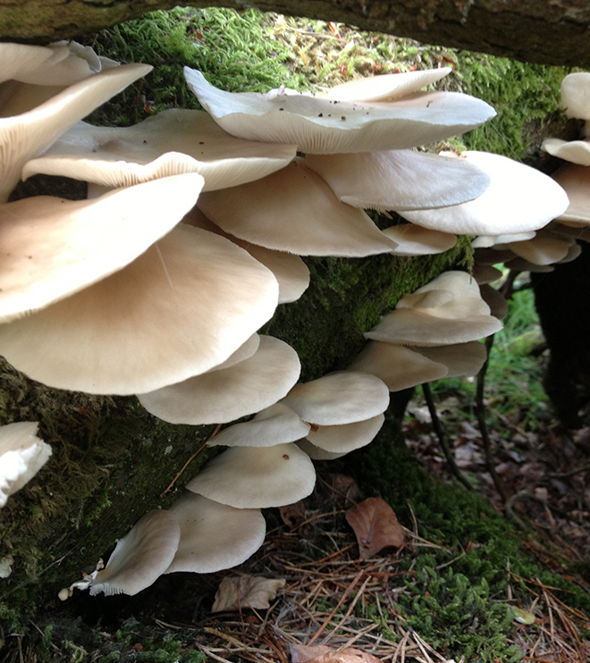 Foraging for fungi