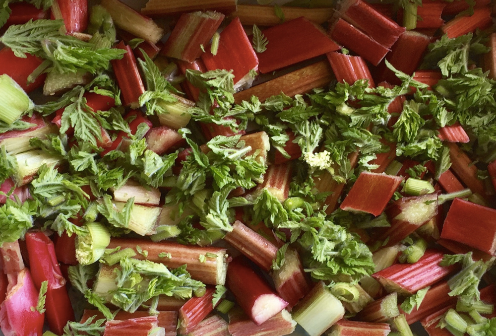 Sweet Cicely and Rhubarb
