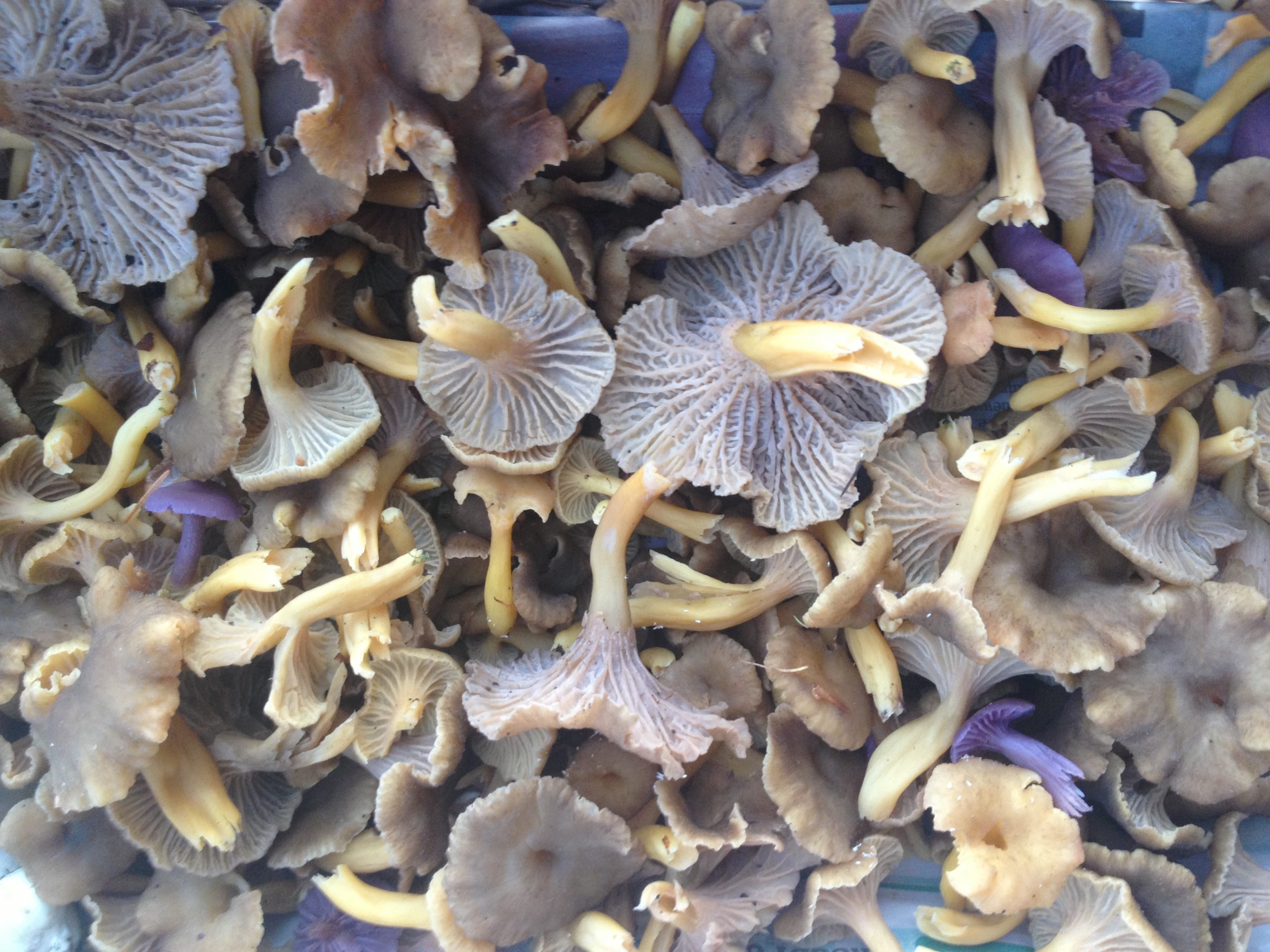 Winter Chanterelles and Amethyst Deceivers
