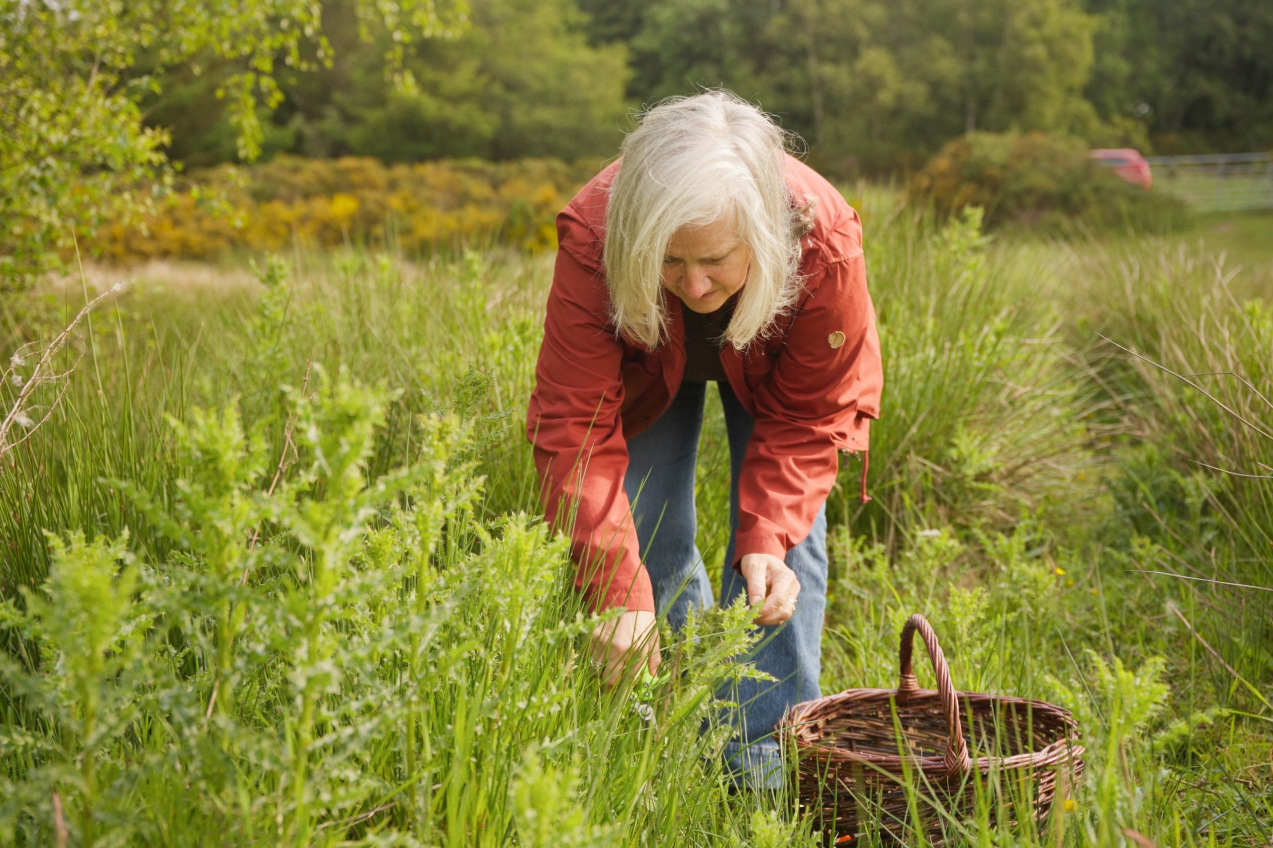 Monica 'Mo' Wilde foraging thistle stems